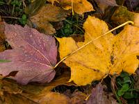 Ahornblätter mit Nebeltropfen